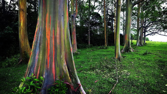Mieux connaĂźtre les arbres et leurs secrets