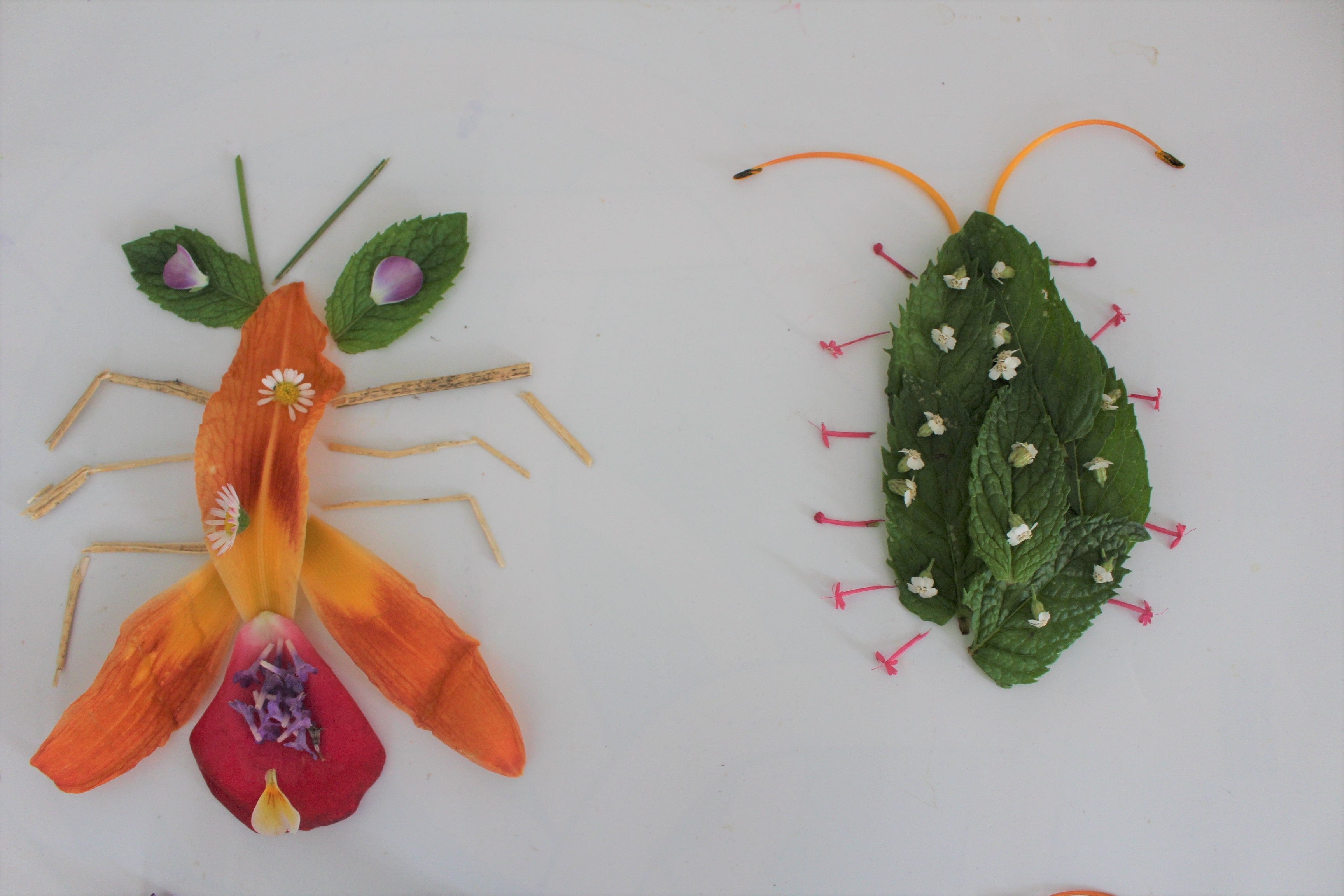 Land art facile à faire : activité famille sur les insectes – Botaki