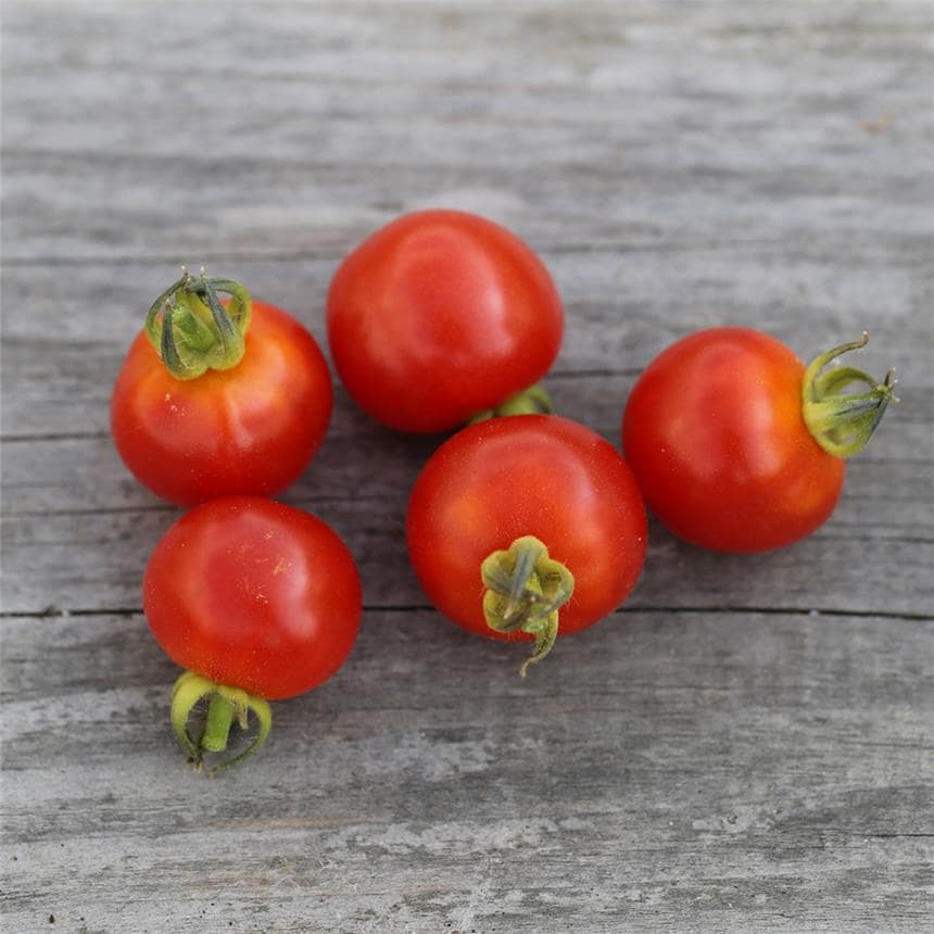 Kit Semis Tomate | Crée ton potager maison
